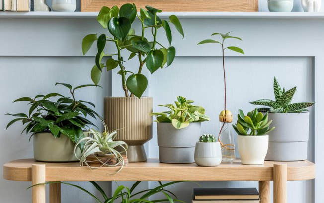 Confira dicas de como usar plantas na decoração
