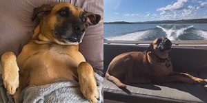 Vira-lata supera abandono, vira estrela e ganha vida de aventuras
