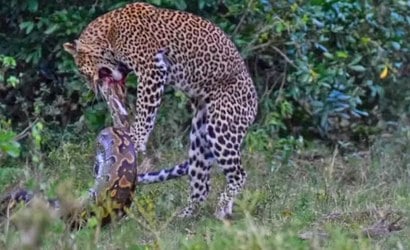 Cobra píton ataca leopardo na África; veja o vídeo