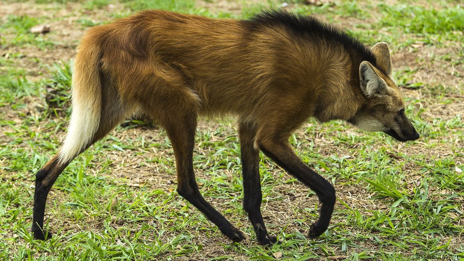 Lobo-guará Lobo-guará