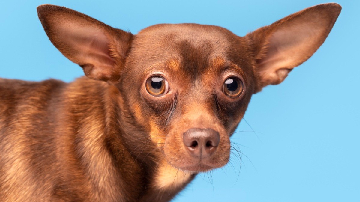 Os cachorros podem perder a audição por diferentes motivos, ou mesmo já nascerem parcial ou completamente surdos