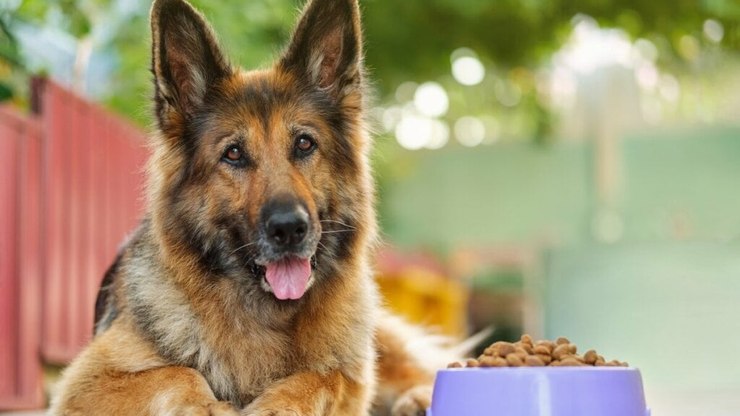 7 hábitos que podem tornar o cachorro obeso