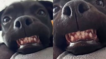 Cachorro viraliza ao sorrir e mostrar os dentes: 