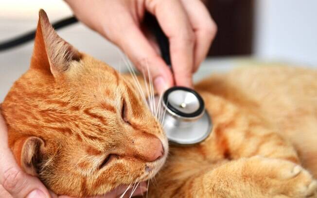 Caso tenha o seu pet tenha sido contaminado, leve-o imediatamente ao veterinário para que sejam feitos os exames para confirmar a presença da doença