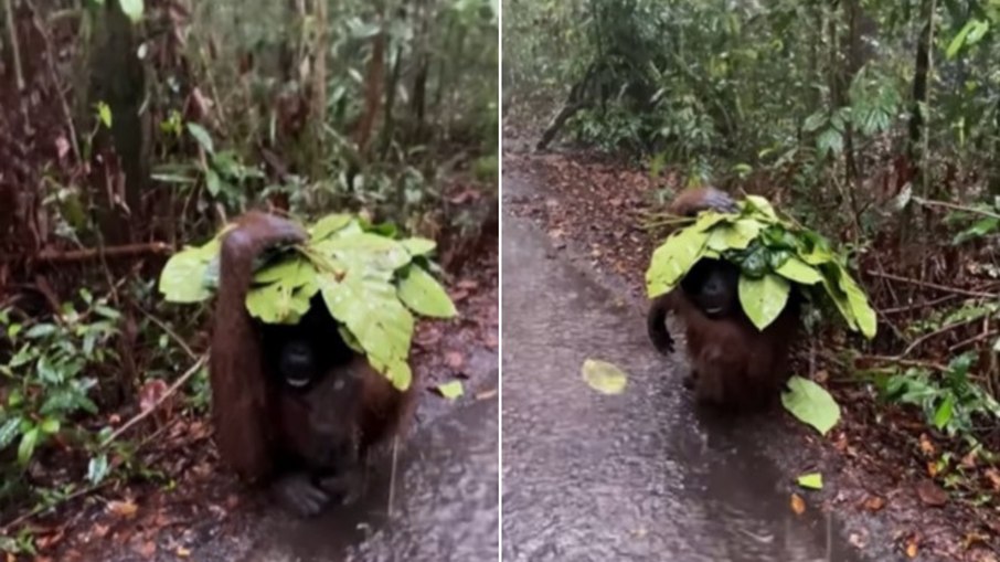 Orangotango improvisa guarda-chuva com folhas em floresta