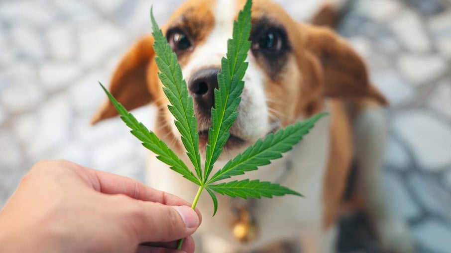 Derivados da cannabis têm resultados positivos em tratamentos veterinários, confirma especialista 