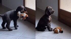 Reação de cachorro ao ser deixado para trás viraliza nas redes