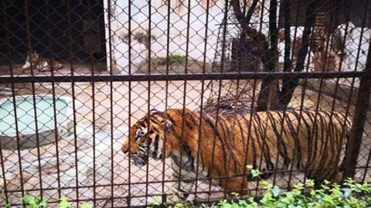 Funcionário de zoológico é mordido por tigre e morre de ataque cardíaco  horas depois - Hora 7 - R7 Hora 7