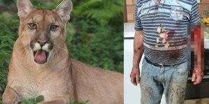 Puma ataca e fere agricultor no interior do RS
