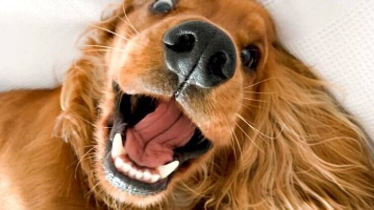 Guia de Raças: Cocker Spaniel Americano, a raça da famosa 'Dama' da Disney