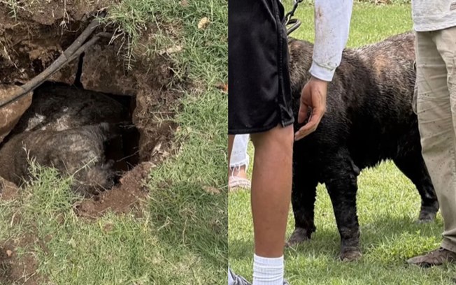 Cadela de 90 kg é resgatada após cair em cisterna desativada 4uvmn4bm9a1pkm4dw1pg10kda