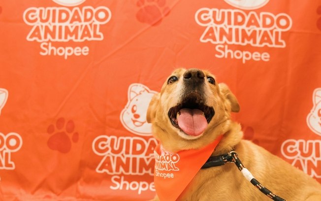 Shopee se une à Ampara Animal pelos cuidados aos animais Shopee se une à Ampara Animal pelos cuidados aos animais