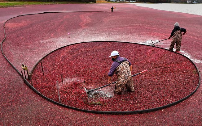 Aliado contra a infecção urinária, o cranberry começa a ganhar espaço no Brasil Aliado contra a infecção urinária, o cranberry começa a ganhar espaço no Brasil