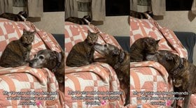 Cadela idosa faz pedido especial para gata todas as noites; vídeo