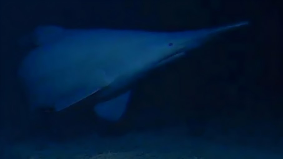 Tubarão-duende é registrado vivo pela primeira vez nas profundezas do oceano