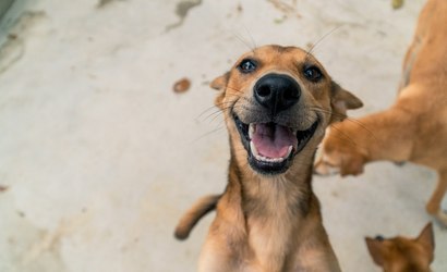 Dia Internacional do Vira-lata: 3 curiosidades sobre os pets mais queridos do Brasil