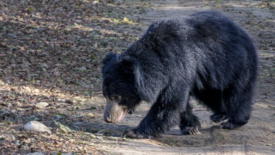 Urso-beiçudo foi o responsável pelo ataque fatal; espécie é a mais reativa dentre os ursos indianos Urso-beiçudo foi o responsável pelo ataque fatal; espécie é a mais reativa dentre os ursos indianos