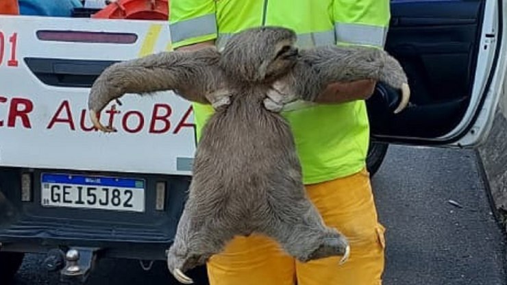 Bicho-Preguiça é resgatado às margens da Rodovia dos Bandeirantes