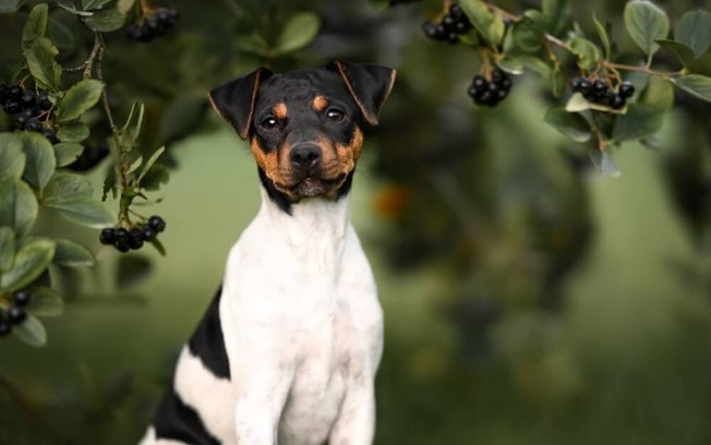 6 raças de cachorros brasileiros para conhecer