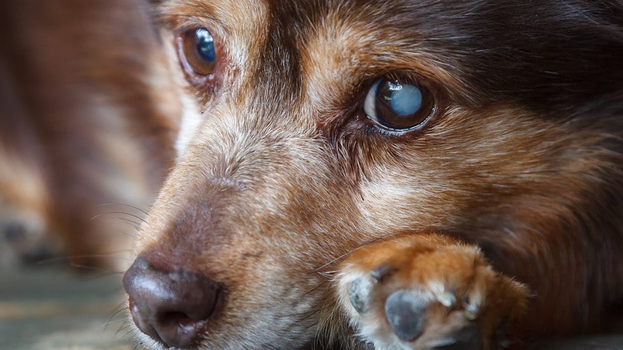 A síndrome do olho azul pode ser confundida com a catarata, mas não causa os mesmos problemas ao animal