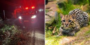 Jaguatirica ferida mobiliza operação às margens de rodovia