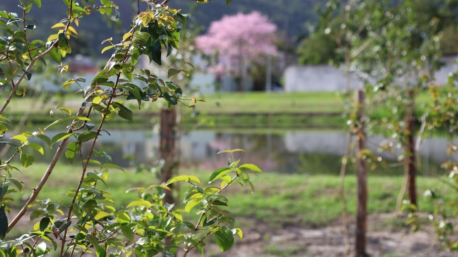 Niterói inicia maior plantio urbano de frutas do Brasil em parque