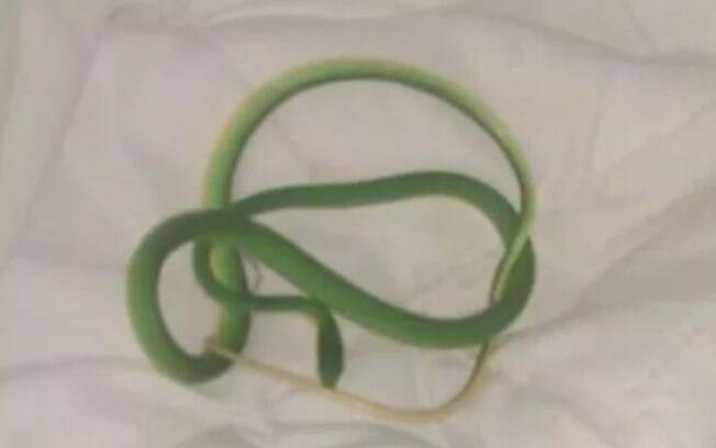 Uma cobra de jardim foi encontrada na cama de um hotel por uma turista americana