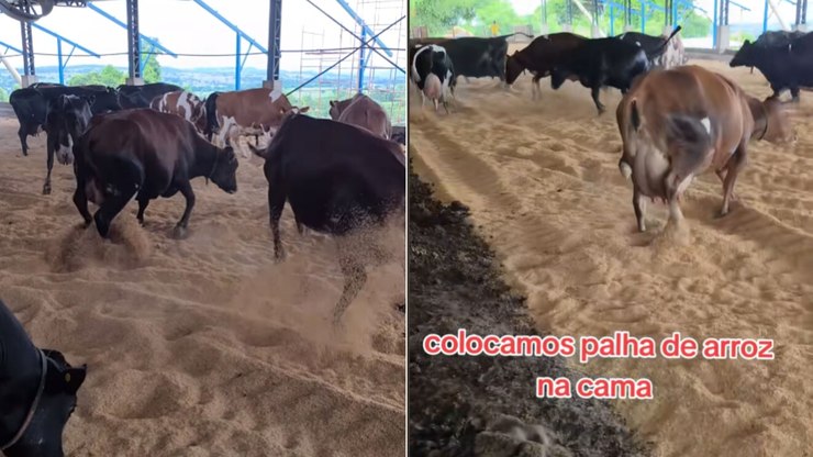 Vacas pulam de alegria após ganharem 'colchão' novo e encanta web