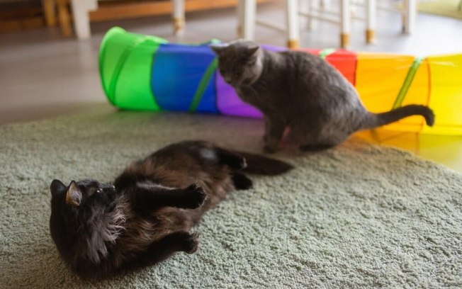 Conheça 9 tipos de brinquedos para gatos