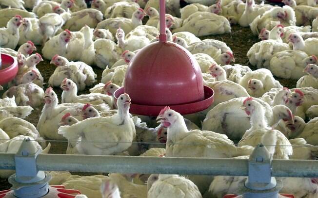 Brasil domina cerca de 40% do mercado total de frango que é consumido ao redor do planeta