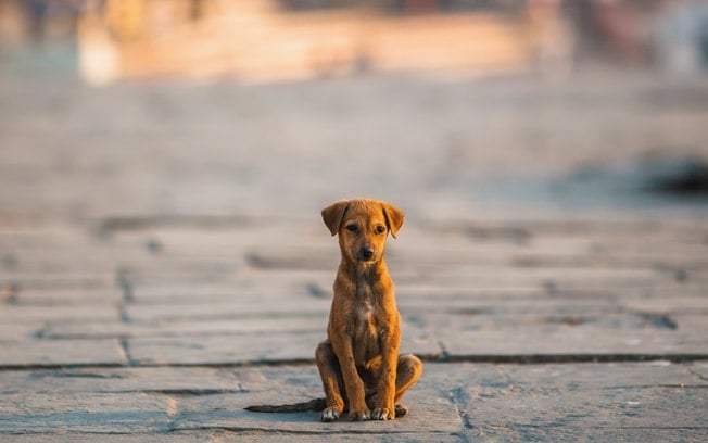 Abandono de cães atinge níveis preocupantes no Rio