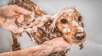 O que você precisa saber antes de comprar shampoo para seu cão