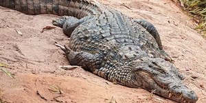 Crocodilo do Nilo é batizado de "Osama" após comer 80 pessoas