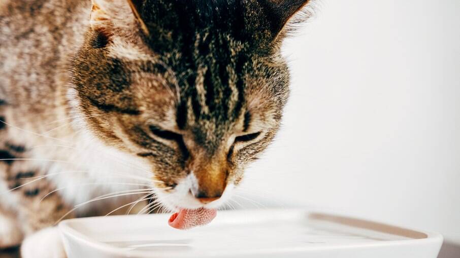 Potes largos são mais indicados para oferecer água aos gatos