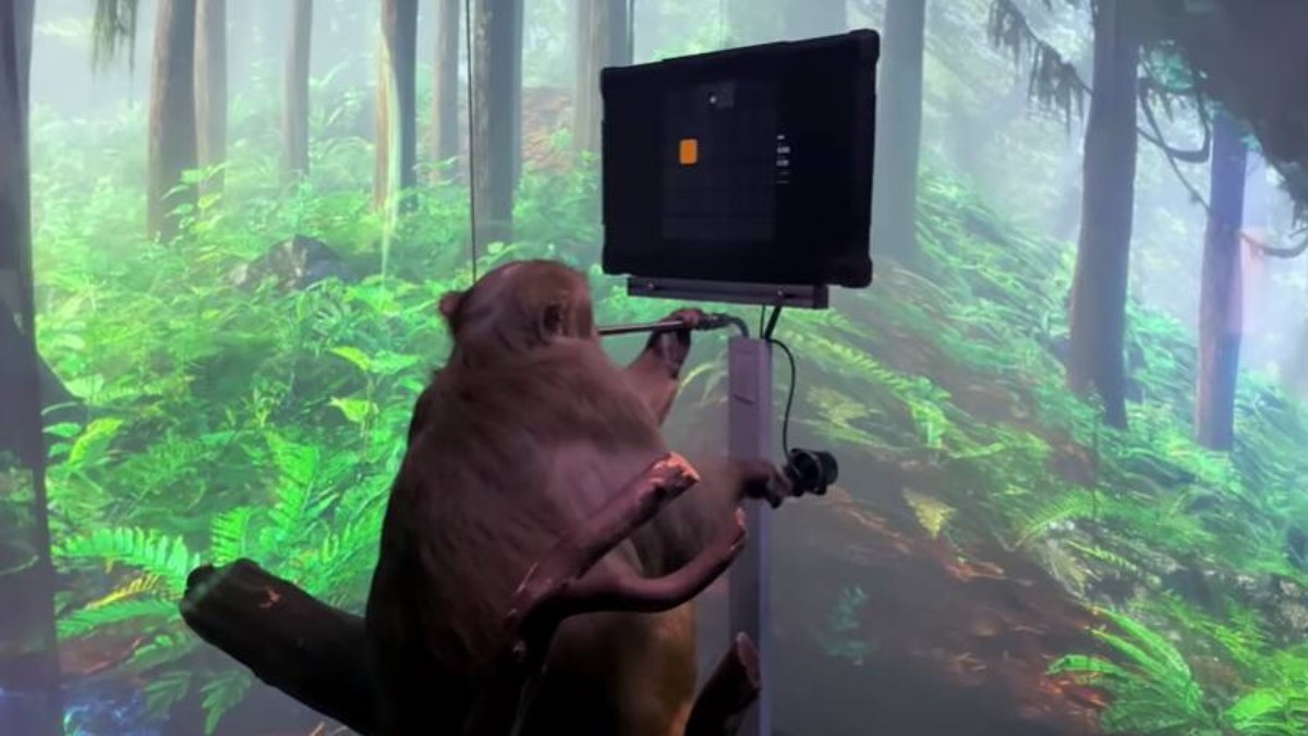 Macaco com chip no cérebro durante testes com jogos