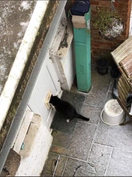 Gato gordinho fica preso ao tentar passar por porta para pets