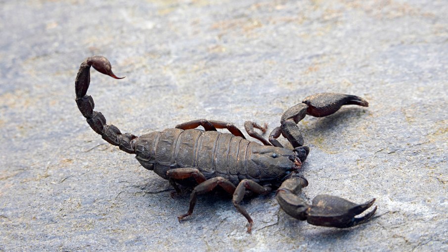 Escorpião