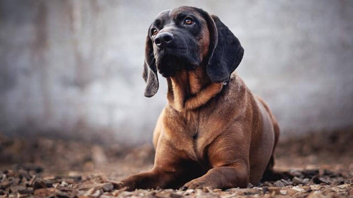 Dóceis, teimosos e de faro apurado: conheça mais sobre os cães Bloodhound