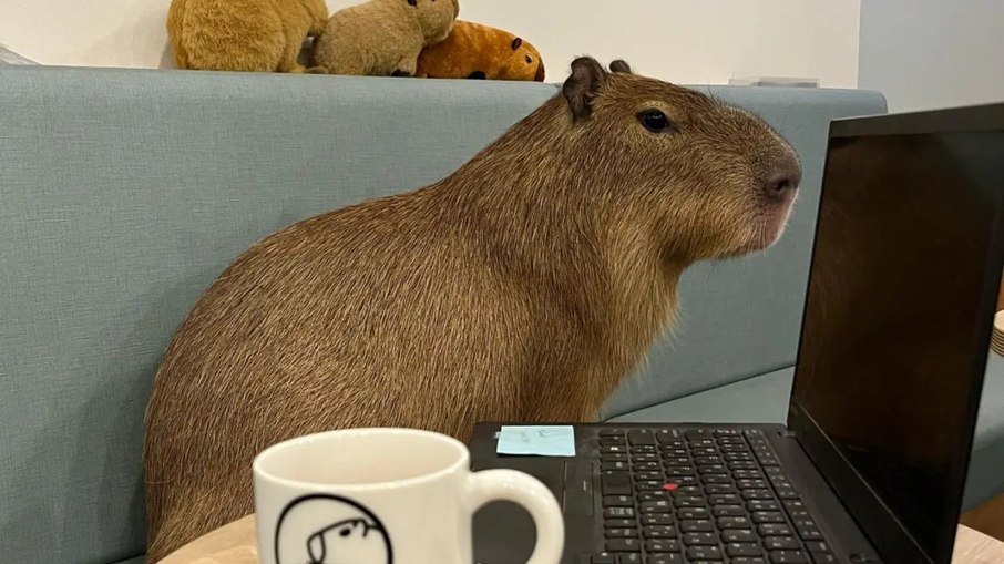 Café em Tóquio permite interação com capivaras Café em Tóquio permite interação com capivaras