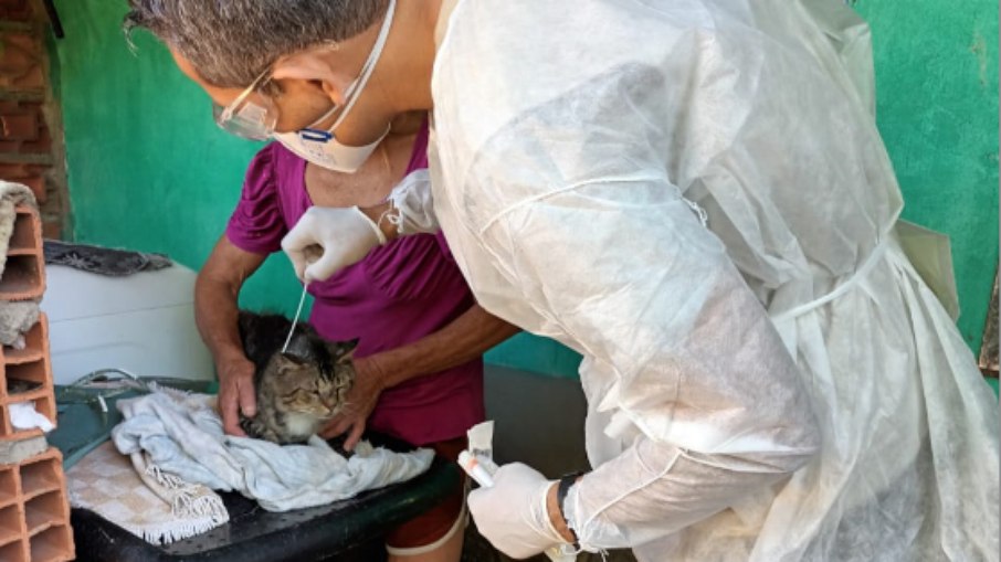 Veterinário da UVZ durante atendimento de gato, em Campinas.