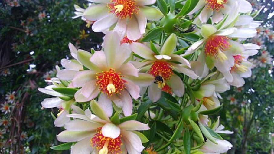 Planta Pereskia aculeata, usada em um dos suplementos, é proibida