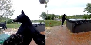 Urso educado surpreende ao tocar campainha de casa e ver banheira