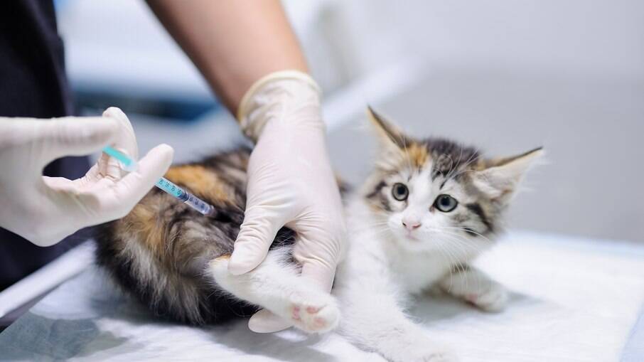 Cães e gatos devem ser vacinados contra a raiva anualmente