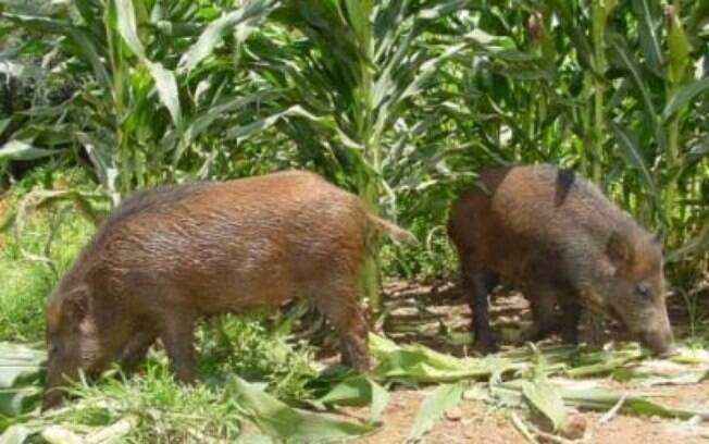 Javaporco, ou Porco Feral, é uma espécie invasora, não natural do Brasil. Com postura muito agressiva,  causa grandes prejuízos ao produtor rural ao destruir plantações e ser um vetor de doenças 