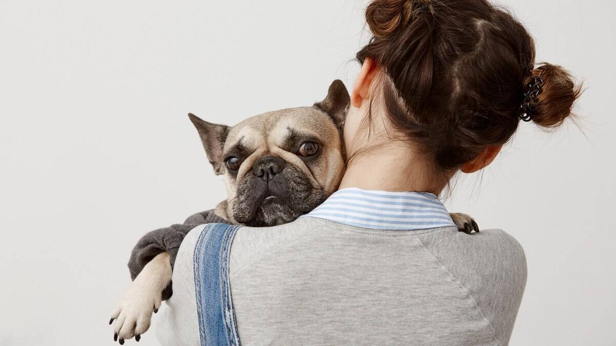 Anticoncepcionais para gatas: saiba os perigos do medicamento nas