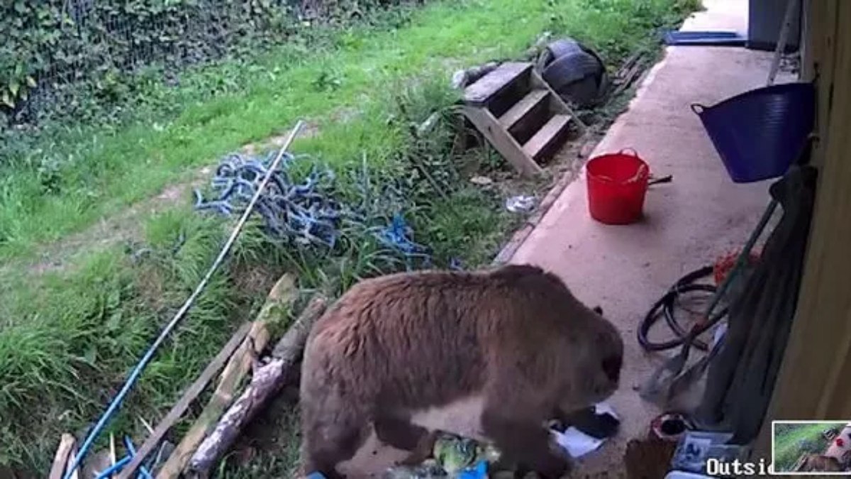 Ursos fogem de zoológico no Reino Unido e invadem loja de mel Ursos fogem de zoológico no Reino Unido e invadem loja de mel
