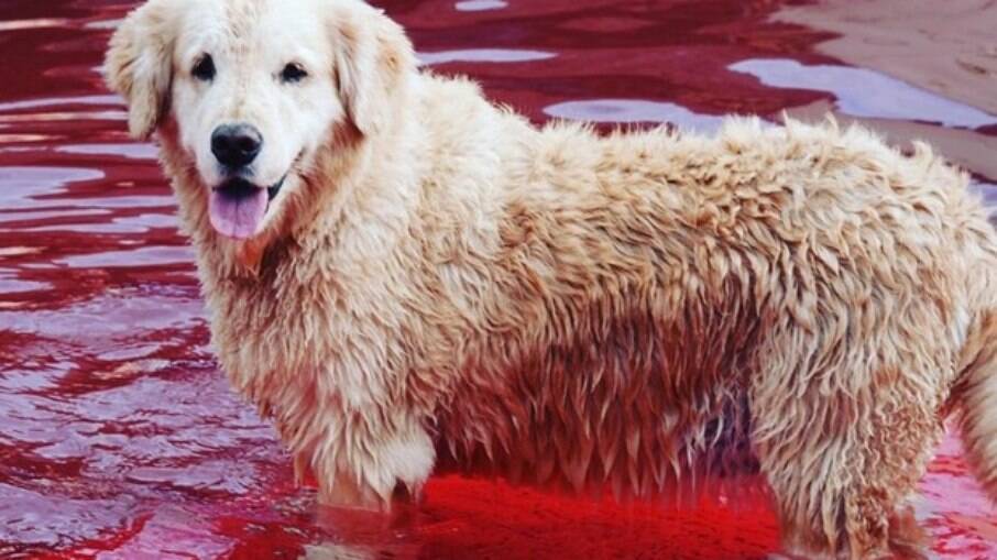 A cadelinha Cuca na piscina de fundo vermelho da casa de André Marques