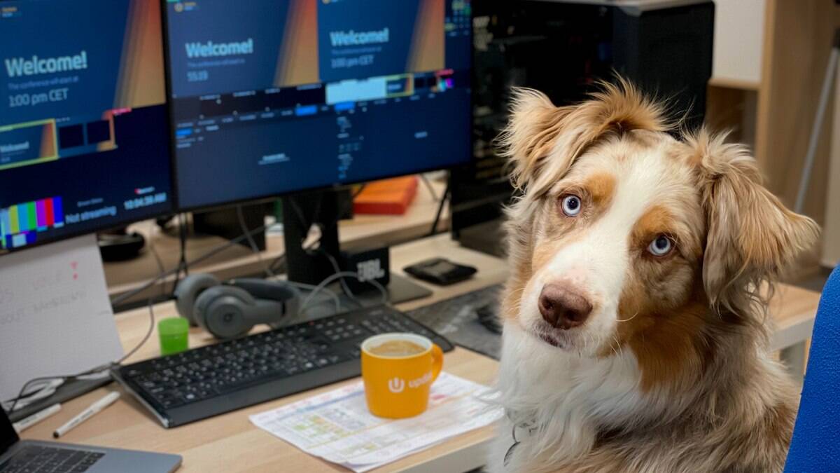 O Pastor Australiano é um cão muito inteligente e capaz de realizar diferentes atividades O Pastor Australiano é um cão muito inteligente e capaz de realizar diferentes atividades