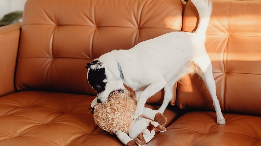 Ao destruir um brinquedo, o cão está se divertindo e colocando em prática seus instintos