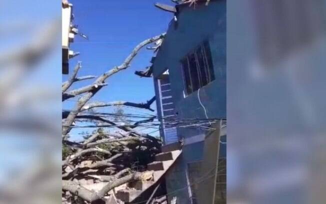 Árvore de grande porte cai em cima de casas na região de Barão Geraldo, em Campinas